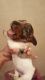 Dachshund Puppies for sale in Uhrichsville, OH 44683, USA. price: $1,000