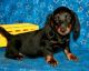 Dachshund Puppies for sale in Roderfield, WV 24828, USA. price: NA