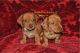 Dachshund Puppies for sale in Athens, GA, USA. price: $850