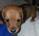 Dachshund Puppies for sale in Alma, MI 48801, USA. price: $800