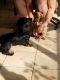 Dachshund Puppies for sale in Warner Robins, GA, USA. price: NA