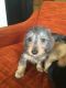 Dachshund Puppies for sale in Momence, IL 60954, USA. price: NA