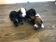 Dachshund Puppies for sale in Granby, CT, USA. price: NA
