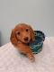 Dachshund Puppies for sale in Indianapolis, IN, USA. price: $750