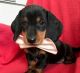 Dachshund Puppies for sale in 34379 Calden, Germany. price: 400 EUR