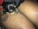 Dachshund Puppies for sale in New Port Richey, FL, USA. price: $550
