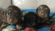 Dachshund Puppies for sale in Orlando, FL, USA. price: $950
