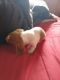 Dachshund Puppies for sale in Holly, MI 48442, USA. price: NA