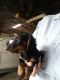 Dachshund Puppies for sale in Uhrichsville, OH 44683, USA. price: $800