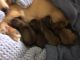 Dachshund Puppies for sale in Wenatchee, WA 98801, USA. price: NA