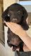 Dachshund Puppies for sale in Phoenix Valley West, AZ, USA. price: NA