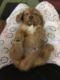 Dachshund Puppies for sale in Raleigh, NC, USA. price: $1,000