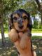 Dachshund Puppies for sale in Venice, FL, USA. price: $1,800