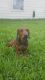 Dachshund Puppies for sale in Katy, TX, USA. price: NA
