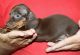 Dachshund Puppies for sale in Castle Rock, CO, USA. price: NA