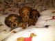 Dachshund Puppies for sale in Paso Robles, CA 93446, USA. price: NA