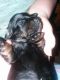 Dachshund Puppies for sale in 922 E Jackson St, Cuba, IL 61427, USA. price: NA