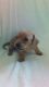 Dachshund Puppies for sale in North Benton, OH 44449, USA. price: NA