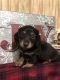 Dachshund Puppies for sale in Amory, MS 38821, USA. price: $600