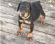 Dachshund Puppies for sale in Mountain Brook, AL 35209, USA. price: $500