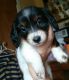 Dachshund Puppies for sale in Hillsboro, OH 45133, USA. price: NA