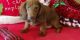 Dachshund Puppies for sale in Lowell, MA 01851, USA. price: NA