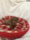 Dachshund Puppies for sale in Columbus, IN, USA. price: NA