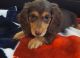 Dachshund Puppies for sale in Raleigh, NC, USA. price: $500