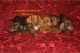 Dachshund Puppies for sale in Athens, GA, USA. price: $1,200