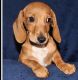 Dachshund Puppies for sale in Charleston, WV 25326, USA. price: $500