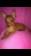 Dachshund Puppies for sale in Whittier, CA, USA. price: NA