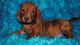 Dachshund Puppies for sale in Jackson, MS 39206, USA. price: NA