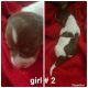 Dachshund Puppies for sale in Winter Haven, FL, USA. price: $850