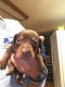 Dachshund Puppies for sale in Newcomerstown, OH 43832, USA. price: NA
