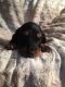Dachshund Puppies for sale in Green Cove Springs, FL 32043, USA. price: $900