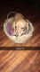 Dachshund Puppies for sale in Mansfield, OH, USA. price: $650