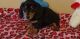 Dachshund Puppies for sale in Fall River, MA 02721, USA. price: NA