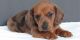 Dachshund Puppies for sale in Atlanta, GA, USA. price: NA