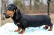 Dachshund Puppies for sale in Chicago, IL 60625, USA. price: NA