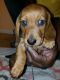 Dachshund Puppies for sale in Sarasota, FL, USA. price: $800
