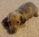 Dachshund Puppies for sale in Virgilina, VA 24598, USA. price: $900