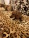 Dachshund Puppies for sale in Brooklyn, NY, USA. price: NA