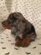 Dachshund Puppies for sale in Marengo, OH 43334, USA. price: $1,000