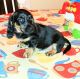 Dachshund Puppies for sale in Summerfield, FL 34491, USA. price: $675