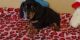 Dachshund Puppies for sale in Brooklyn, NY 11238, USA. price: NA