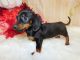 Dachshund Puppies for sale in Hammond, IN, USA. price: NA