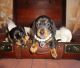 Dachshund Puppies for sale in Santa Cruz, CA, USA. price: NA