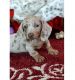 Dachshund Puppies for sale in Dallas, TX, USA. price: $650