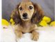 Dachshund Puppies for sale in Chicago, IL 60668, USA. price: NA