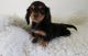 Dachshund Puppies for sale in Albuquerque, NM, USA. price: $400